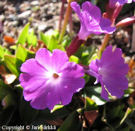 Primula wulfeniana, alppiesikko